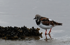 David Plant Photography - Wildlife Photographer - Turnstone - C